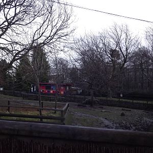Pygmy hippo paddock at Edinburgh Zoo 28/12/11