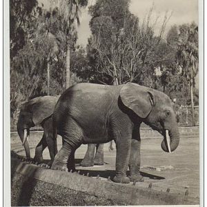 African Elephants Postcard