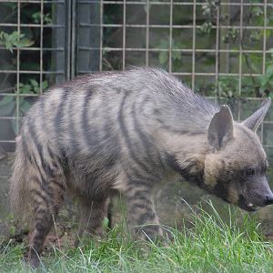 Arabian striped hyena