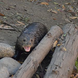 Giant Otter