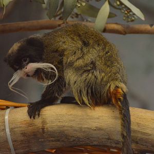 Emperor Tamarin