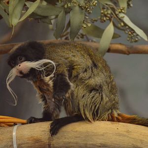 Emperor Tamarin