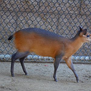 Red-flanked Duiker