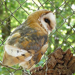 Common Barn Owl in Kishinev Zoo