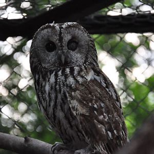 Tawny Owl in Kishinev Zoo