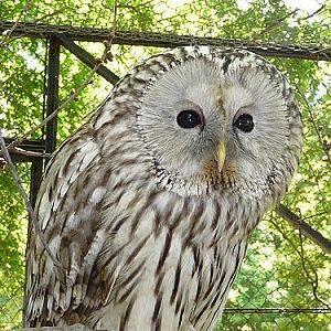 Ural Owl in Kishinev Zoo