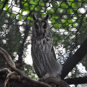 Long-eared Owl in Kishinev Zoo