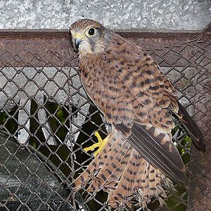 Kestrel in Kishinev Zoo