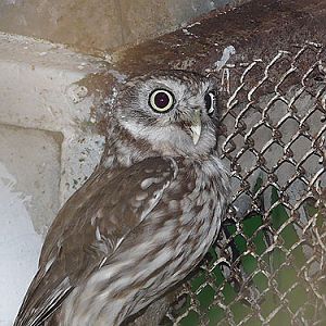 Little Owl in Kishinev Zoo