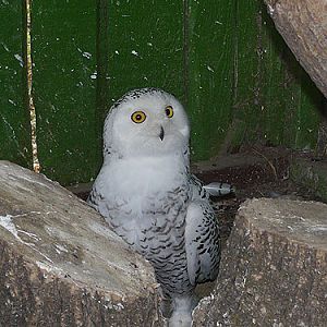 Snowy Owl in Kishinev Zoo
