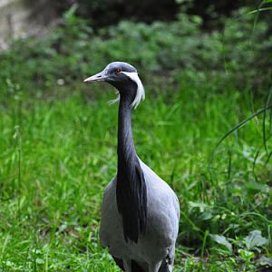 Demoiselle Crane in Kishinev Zoo