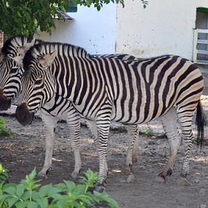 Chapman's Zebra in Kishinev Zoo