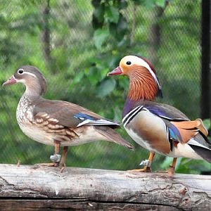 Mandarin Duck in Kishinev Zoo