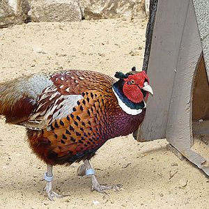 True Pheasant in Kishinev Zoo
