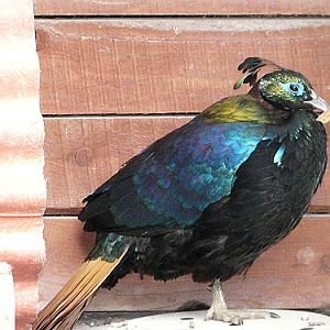 Himalayan Impeyan Pheasant in Kishinev Zoo