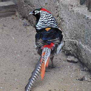 Lady Amherst's Pheasant in Kishinev Zoo