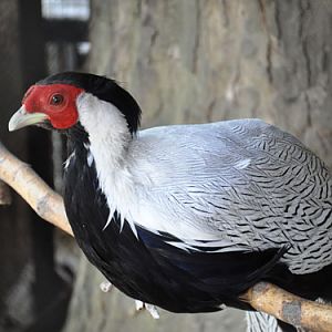 Silver Pheasant in Kishinev Zoo