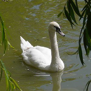 Mute Swan in Kishinev Zoo
