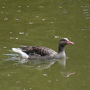 Greylag Goose in Kishinev Zoo