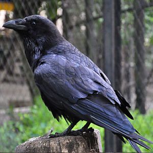 Raven in Kishinev Zoo