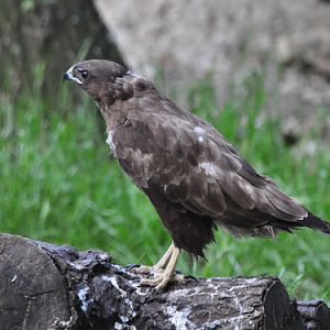 Common Buzzard in Kishinev Zoo