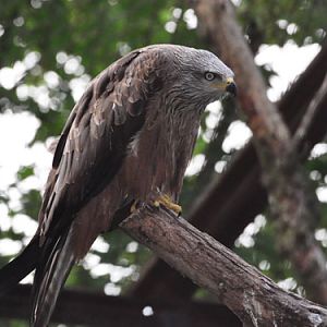Black Kite in Kishinev Zoo