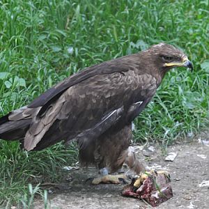 Steppe Eagle in Kishinev Zoo