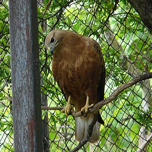 Long-legged Buzzard in Kishinev Zoo