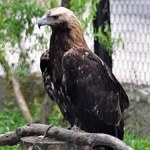 Imperial Eagle in Kishinev Zoo