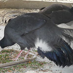 Blue-eared Pheasant in Kishinev Zoo
