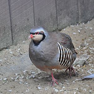 Chukar Partridge in Kishinev Zoo