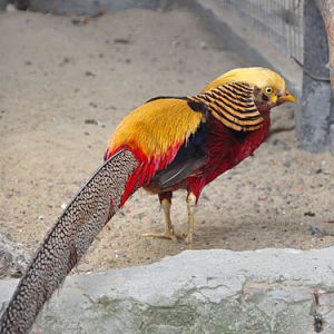 Golden Pheasant in Kishinev Zoo
