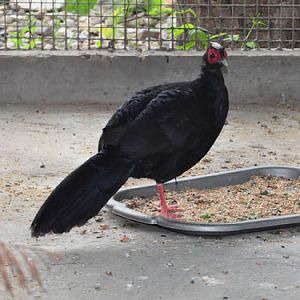 Swinhoe's Pheasant in Kishinev Zoo