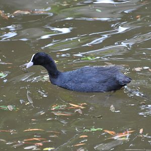 European Coot in Kishinev Zoo