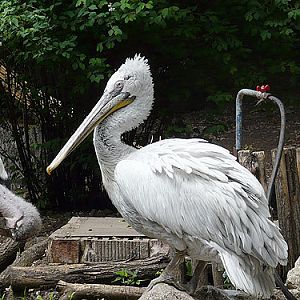 Dalmatian Pelican in Kishinev Zoo