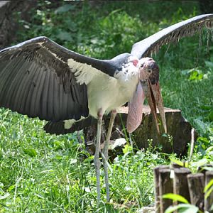 Marabou Stork in Kishinev Zoo