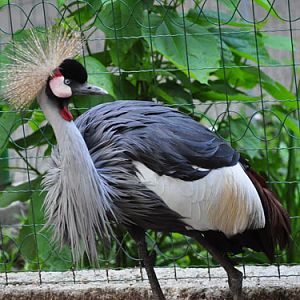 East African Crowned Crane in Kishinev Zoo