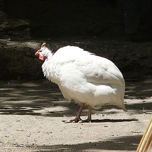Helmeted Guineafowl in Kishinev Zoo