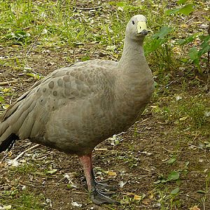 Cape Barren Goose in Kishinev Zoo