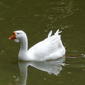 Domestic Goose in Kishinev Zoo
