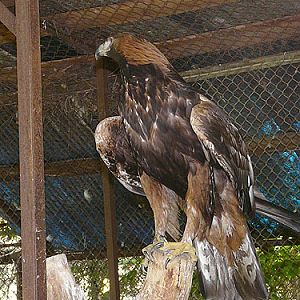 Golden Eagle in Kishinev Zoo