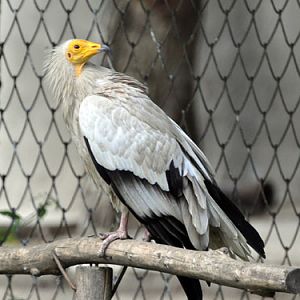 Eastern Egyptian Vulture in Kishinev Zoo