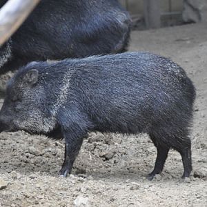 Collared Peccary in Kishinev Zoo