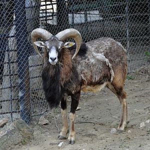 Mouflon in Kishinev Zoo
