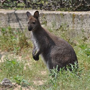 Red-necked Wallaby in Kishinev Zoo