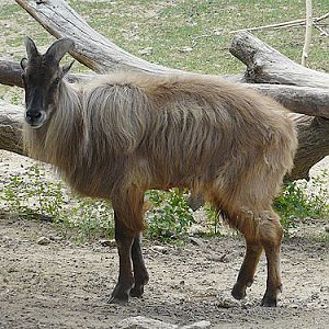 Himalayan Tahr in Kishinev Zoo
