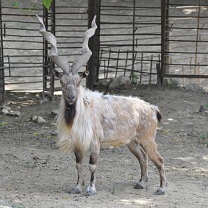 Markhor in Kishinev Zoo