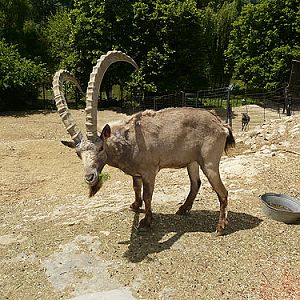 Siberian Ibex in Kishinev Zoo