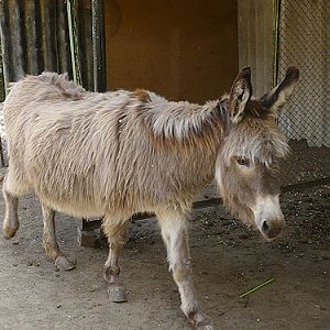 Domestic Ass in Kishinev Zoo