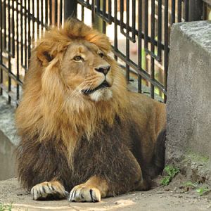 Lion in Kishinev Zoo